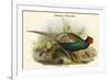 Phasianus Versicolor Japanese Pheasant-John Gould-Framed Premium Giclee Print