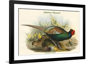 Phasianus Versicolor Japanese Pheasant-John Gould-Framed Premium Giclee Print