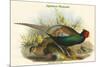 Phasianus Versicolor Japanese Pheasant-John Gould-Mounted Art Print