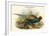 Phasianus Versicolor Japanese Pheasant-John Gould-Framed Art Print