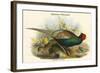 Phasianus Versicolor Japanese Pheasant-John Gould-Framed Art Print