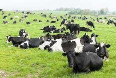 Herd of Cows, Scotland-phbcz-Photographic Print