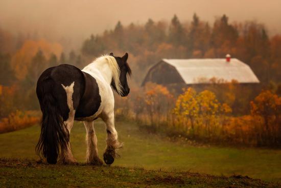 Premium Photographic Print, , large