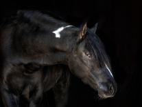 Sunlit Horses III-null-Photographic Print
