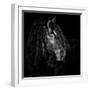 White Frame