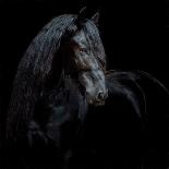 Horse Motion III-null-Photographic Print