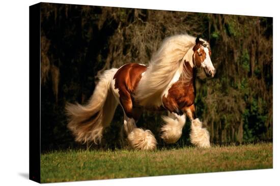 Stretched Canvas Print, , large