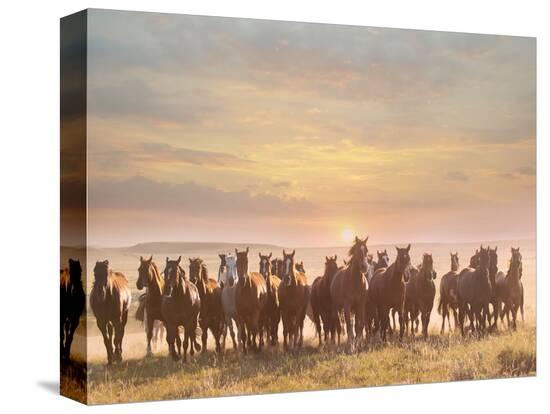 Stretched Canvas Print, , large