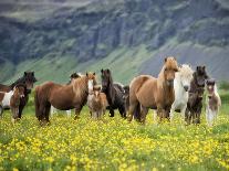 Icelandic Horses VII-PHBurchett-Photographic Print