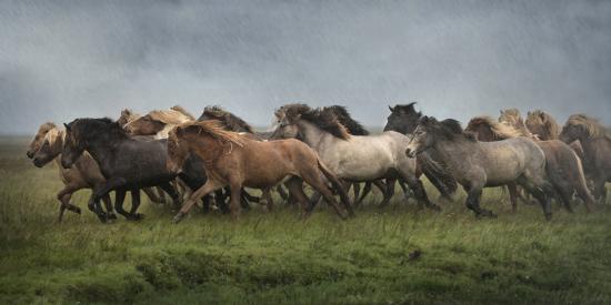 Premium Photographic Print, , large