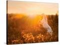 Stretched Canvas