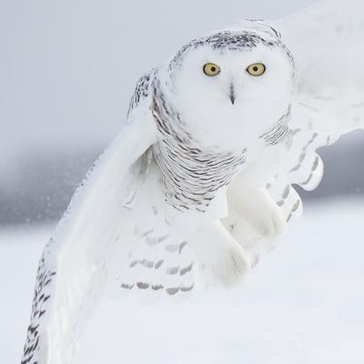 Owl in Flight I