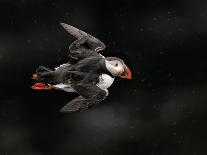 Puffin Bird III-null-Art Print