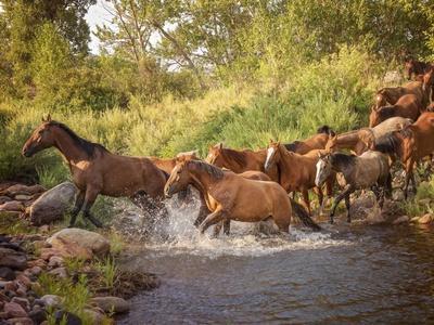 River Horses II