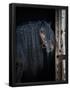 Essential Black