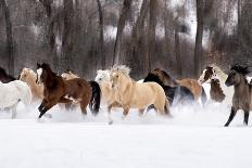 Icelandic Horses VII-PHBurchett-Photographic Print