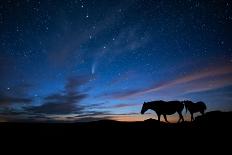 Equine Portrait IV-null-Photographic Print