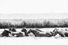 Icelandic Horses VII-PHBurchett-Photographic Print