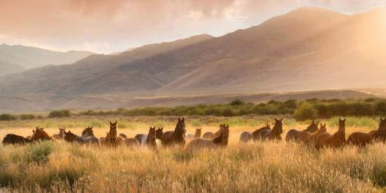 Premium Photographic Print, , large