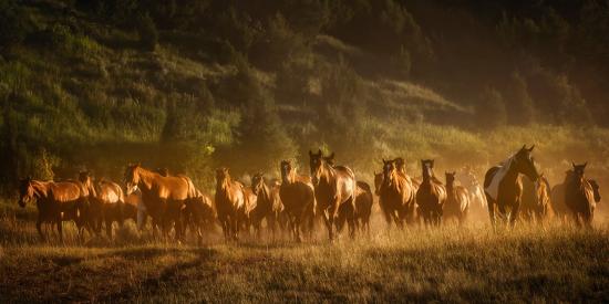 Photographic Print, , large