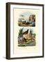 Pheasant, 1833-39-null-Framed Giclee Print