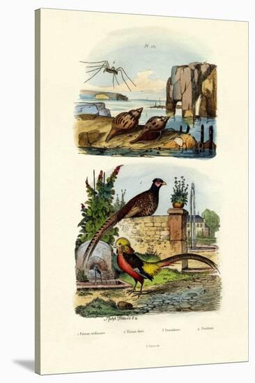 Pheasant, 1833-39-null-Stretched Canvas