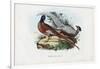 Pheasant, 1863-79-Raimundo Petraroja-Framed Giclee Print