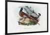 Pheasant, 1863-79-Raimundo Petraroja-Framed Giclee Print