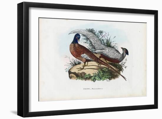 Pheasant, 1863-79-Raimundo Petraroja-Framed Giclee Print