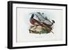 Pheasant, 1863-79-Raimundo Petraroja-Framed Giclee Print