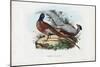 Pheasant, 1863-79-Raimundo Petraroja-Mounted Giclee Print