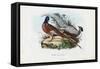 Pheasant, 1863-79-Raimundo Petraroja-Framed Stretched Canvas