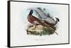 Pheasant, 1863-79-Raimundo Petraroja-Framed Stretched Canvas