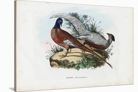 Pheasant, 1863-79-Raimundo Petraroja-Stretched Canvas