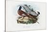 Pheasant, 1863-79-Raimundo Petraroja-Stretched Canvas