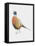 Pheasant, 2012-Ele Grafton-Framed Stretched Canvas