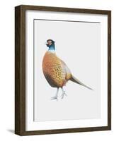 Pheasant, 2012-Ele Grafton-Framed Giclee Print