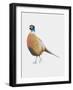 Pheasant, 2012-Ele Grafton-Framed Giclee Print