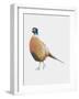 Pheasant, 2012-Ele Grafton-Framed Giclee Print