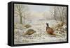 Pheasant and Partridges in a Snowy Landscape-Carl Donner-Framed Stretched Canvas