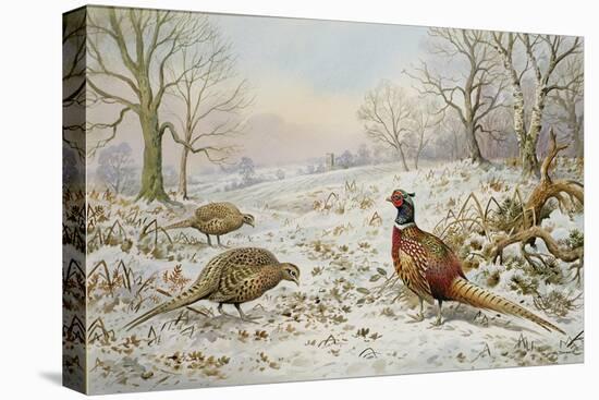 Pheasant and Partridges in a Snowy Landscape-Carl Donner-Stretched Canvas