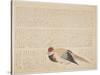 Pheasant, C.1818-29-null-Stretched Canvas