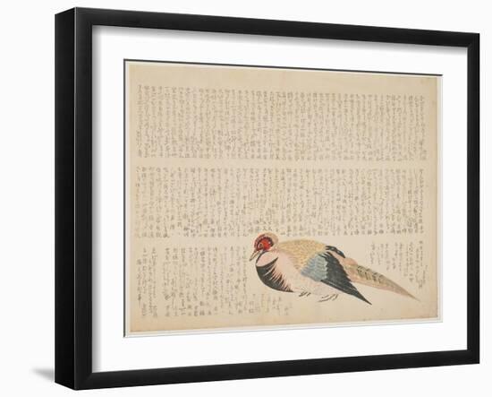 Pheasant, C.1818-29-null-Framed Giclee Print