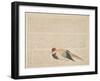 Pheasant, C.1818-29-null-Framed Giclee Print