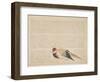 Pheasant, C.1818-29-null-Framed Giclee Print