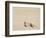 Pheasant, C.1818-29-null-Framed Giclee Print