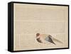 Pheasant, C.1818-29-null-Framed Stretched Canvas