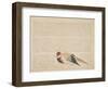 Pheasant, C.1818-29-null-Framed Premium Giclee Print