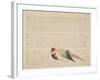 Pheasant, C.1818-29-null-Framed Giclee Print