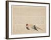 Pheasant, C.1818-29-null-Framed Giclee Print